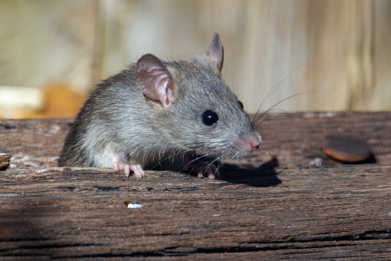 Brown rat on a wooden board, the kind of activity that signals an established rat infestation