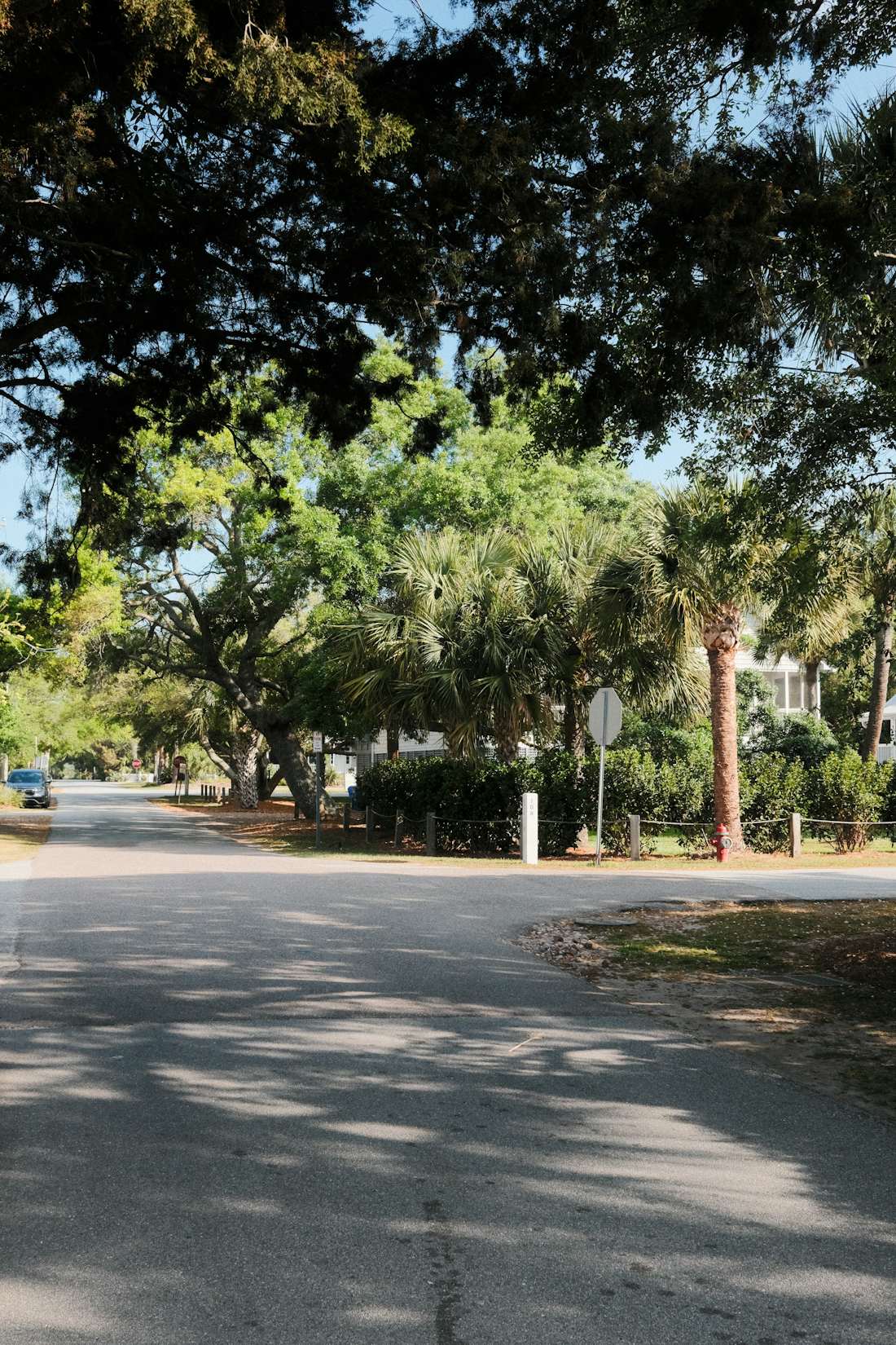 Mature street trees arching over a residential road, the canopy roof rats use to reach a roofline
