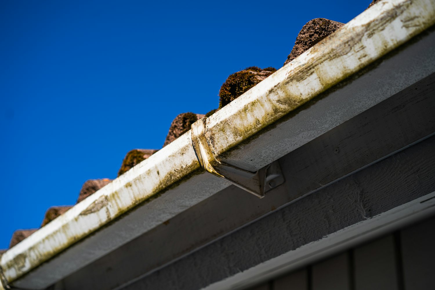 Roof edge, gutter, and soffit line where rats push into a house through worn trim