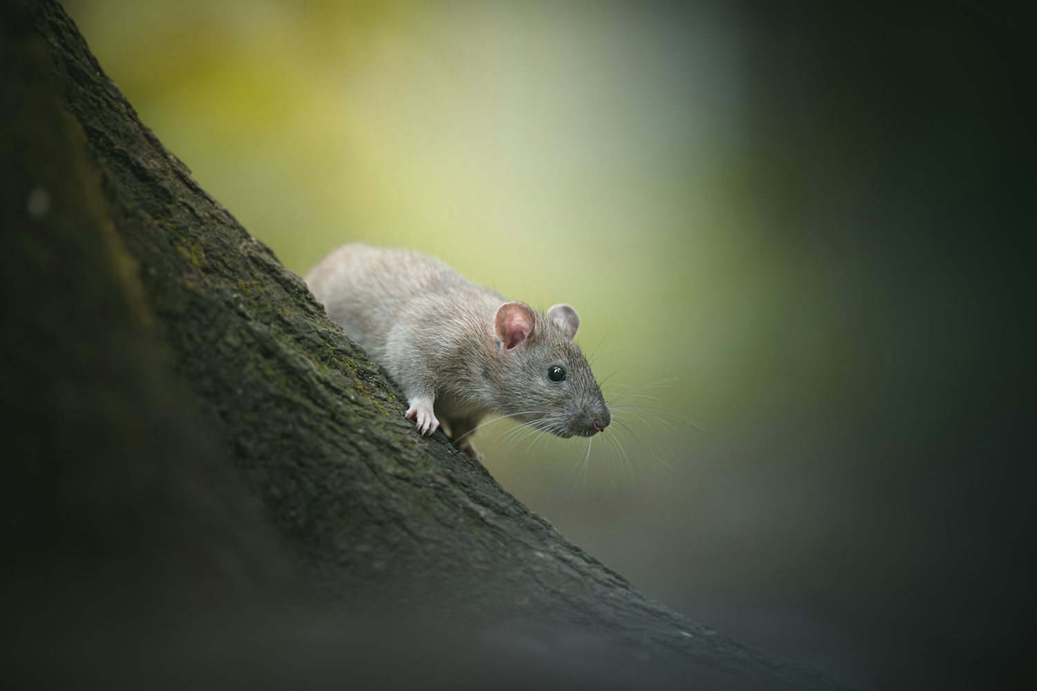 Roof rat climbing a tree limb toward a rooftop, the way rats reach Charlotte attics