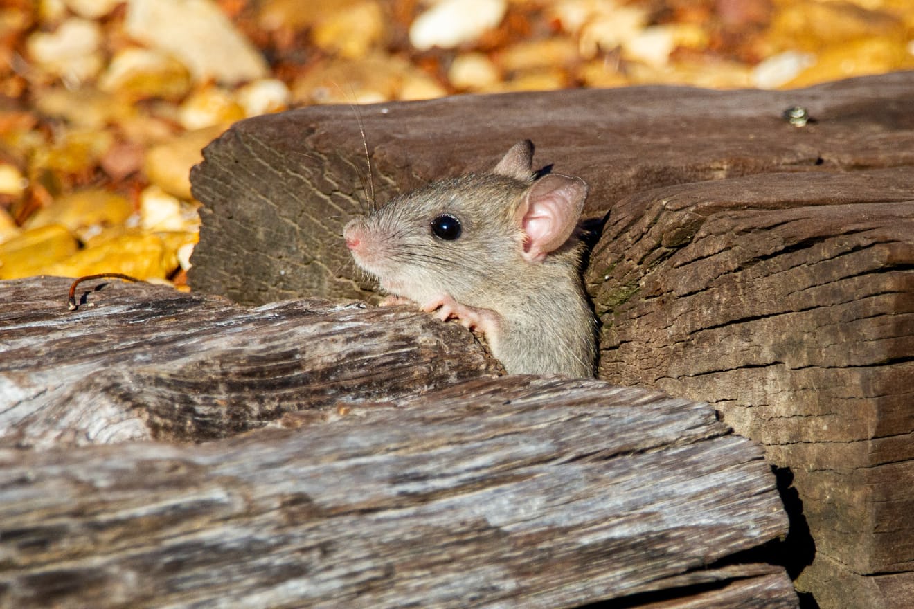 Gray house mouse on weathered wood, smaller and lighter than the rats it gets confused with