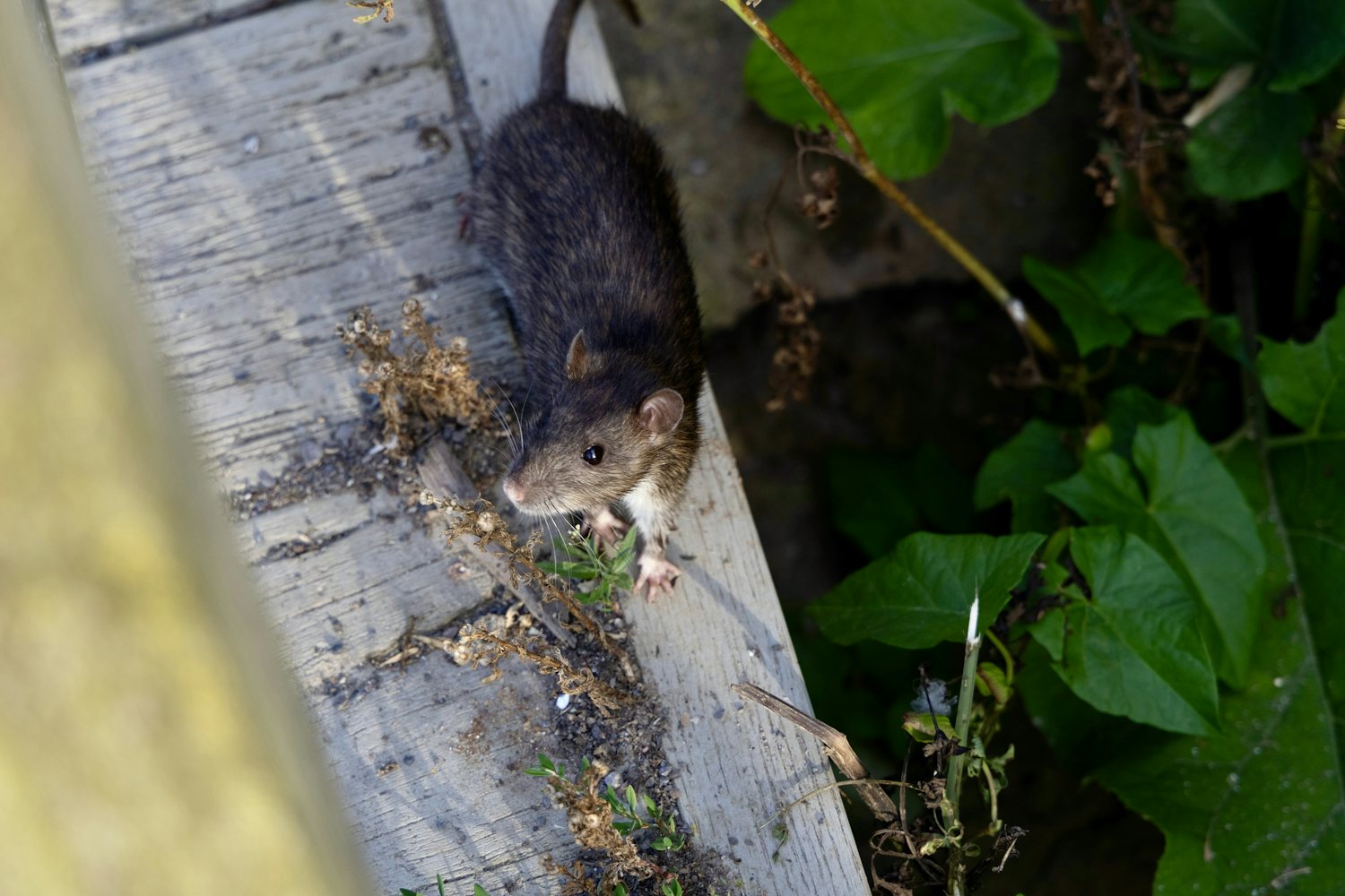 Rat pausing on a timber beam along a runway where trap lines get placed